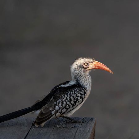 Ndzhaka Tented Camp Manyeleti Doğa Koruma Alanı Dış mekan fotoğraf