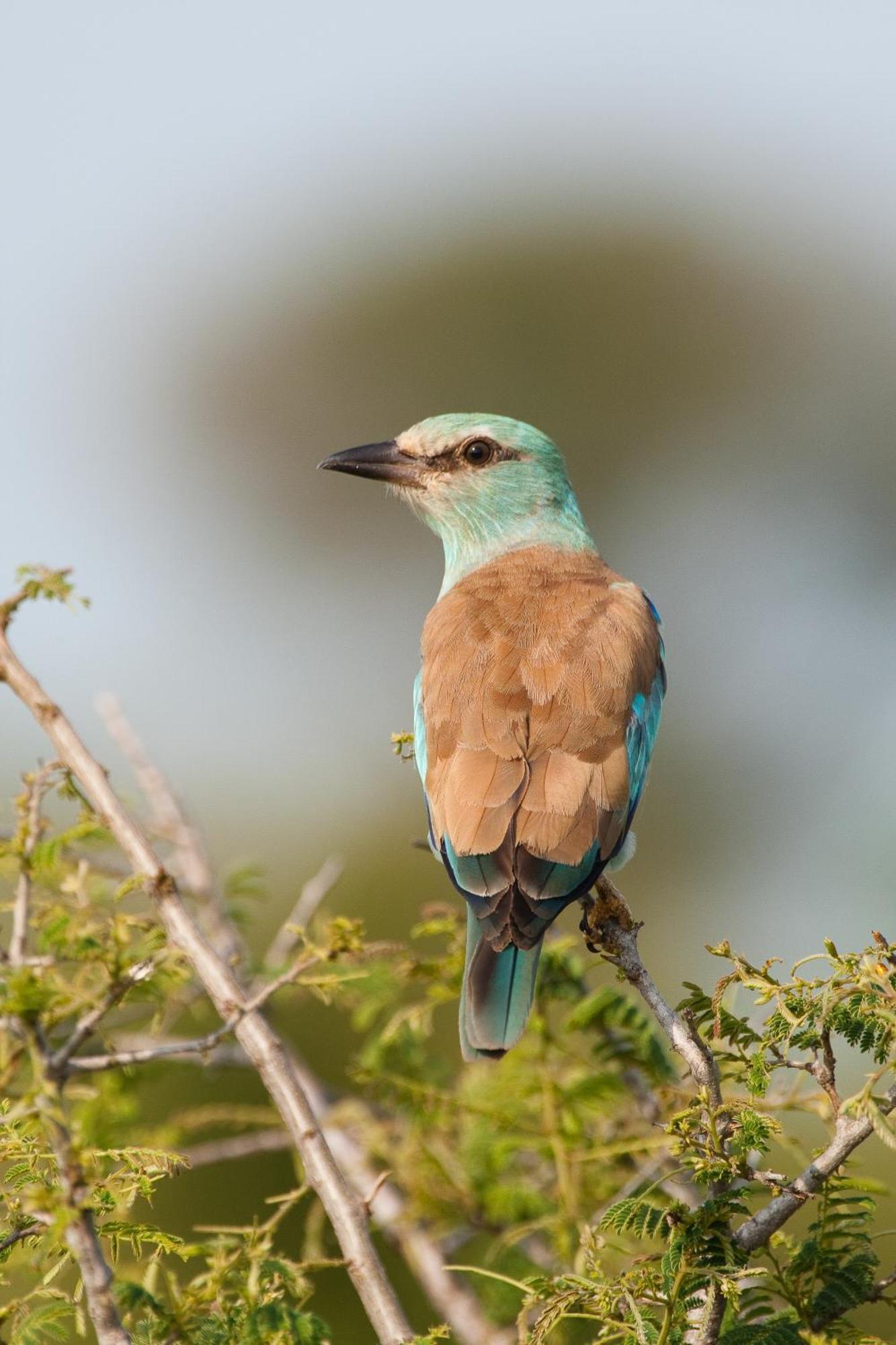Ndzhaka Tented Camp Manyeleti Doğa Koruma Alanı Dış mekan fotoğraf