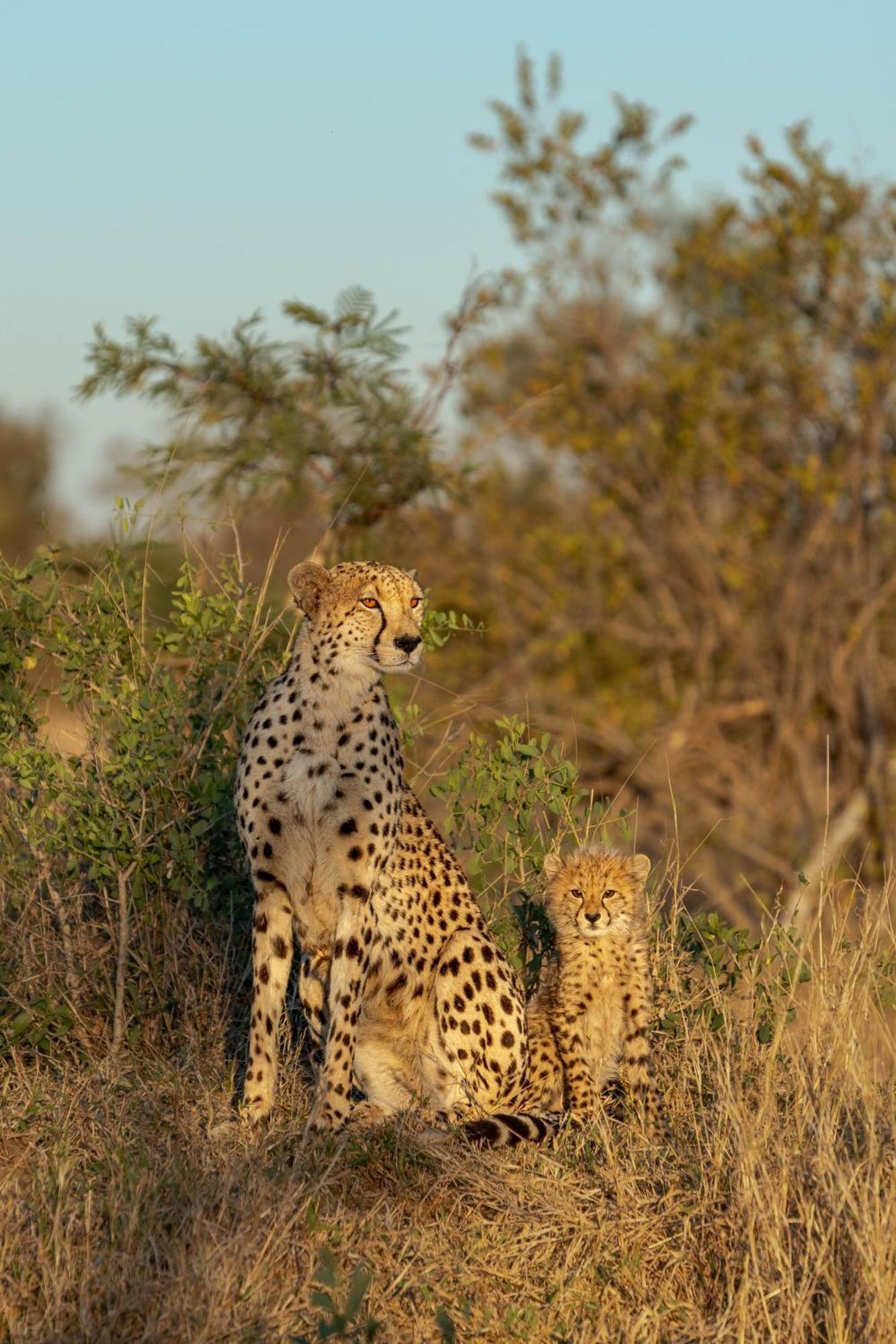 Ndzhaka Tented Camp Manyeleti Doğa Koruma Alanı Dış mekan fotoğraf