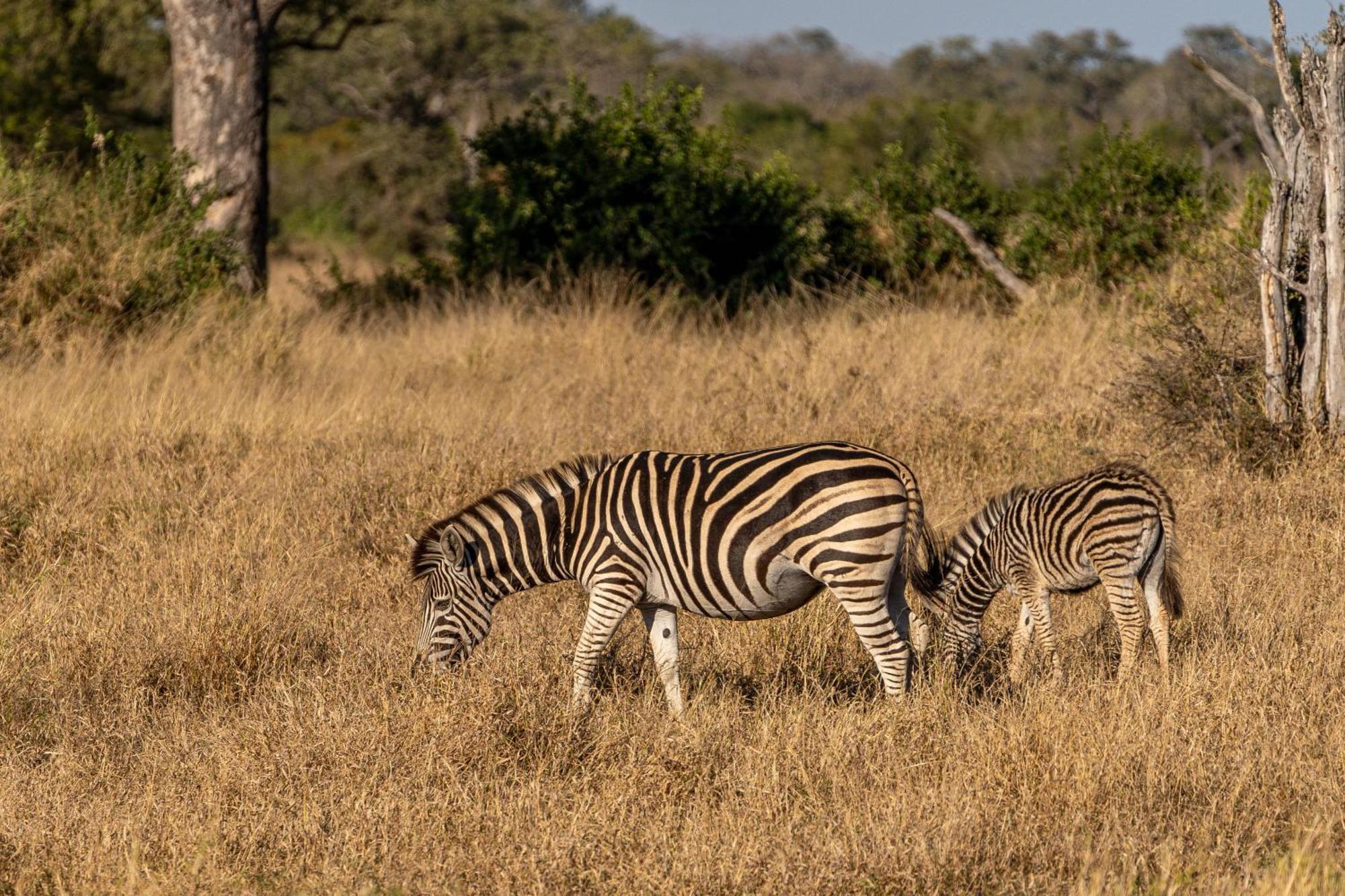 Ndzhaka Tented Camp Manyeleti Doğa Koruma Alanı Dış mekan fotoğraf